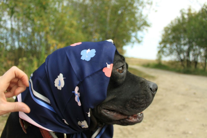 бабуся