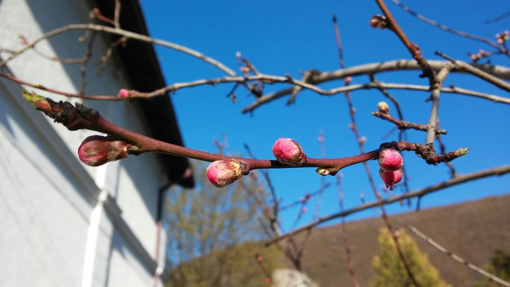 Produce of spring