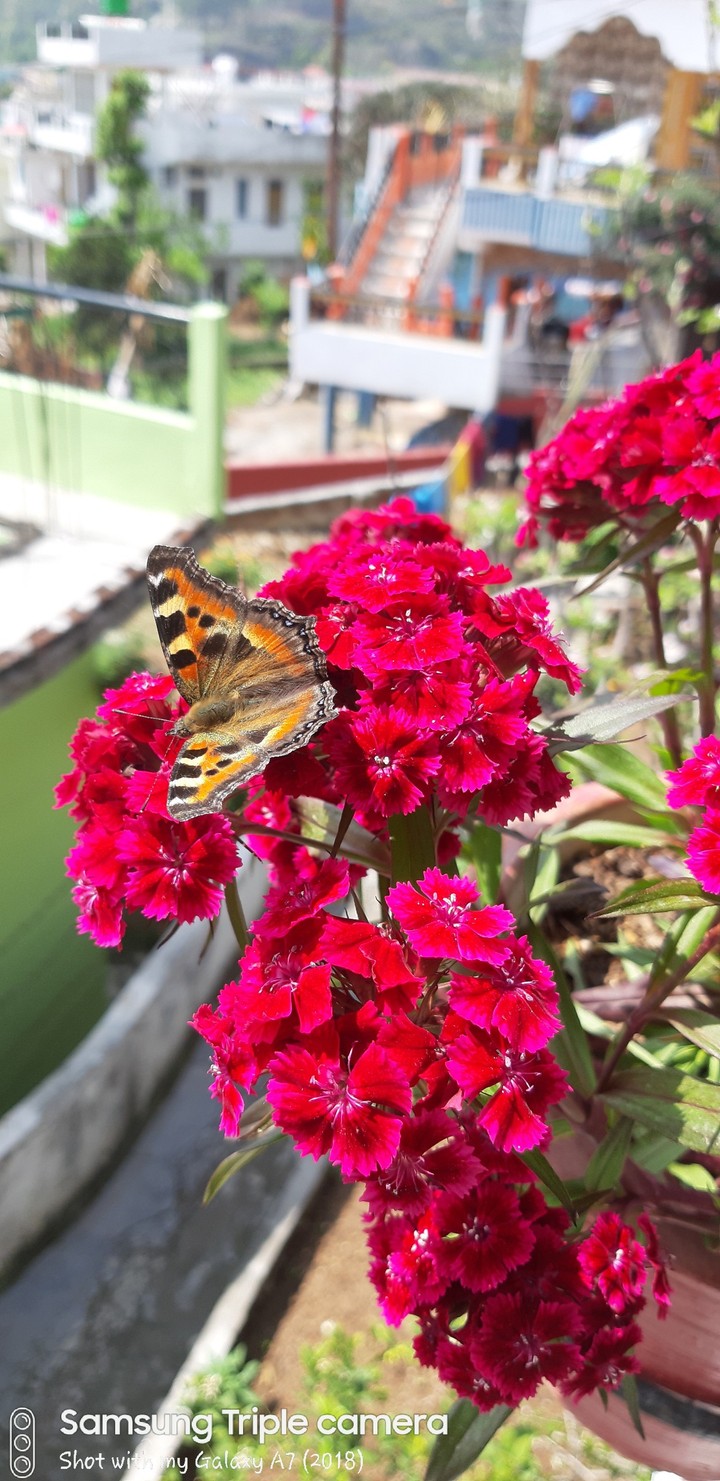butterfly season