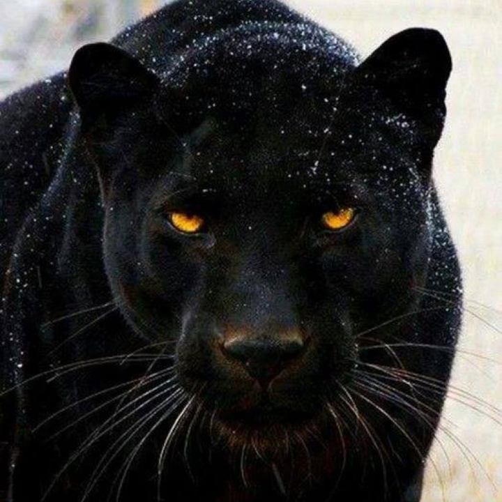 Black Panter