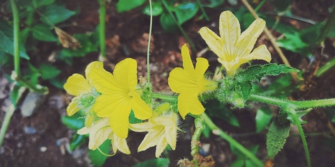 flowers