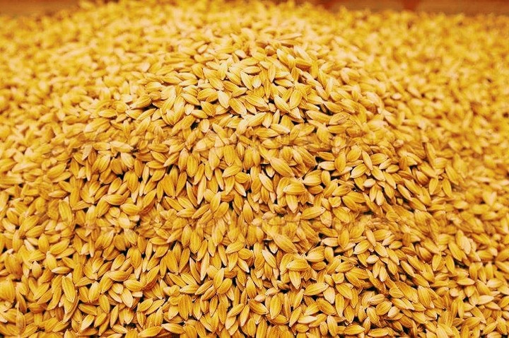 Rice