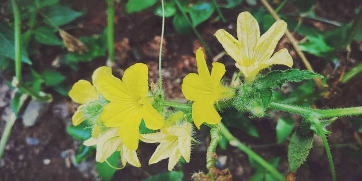 flowers