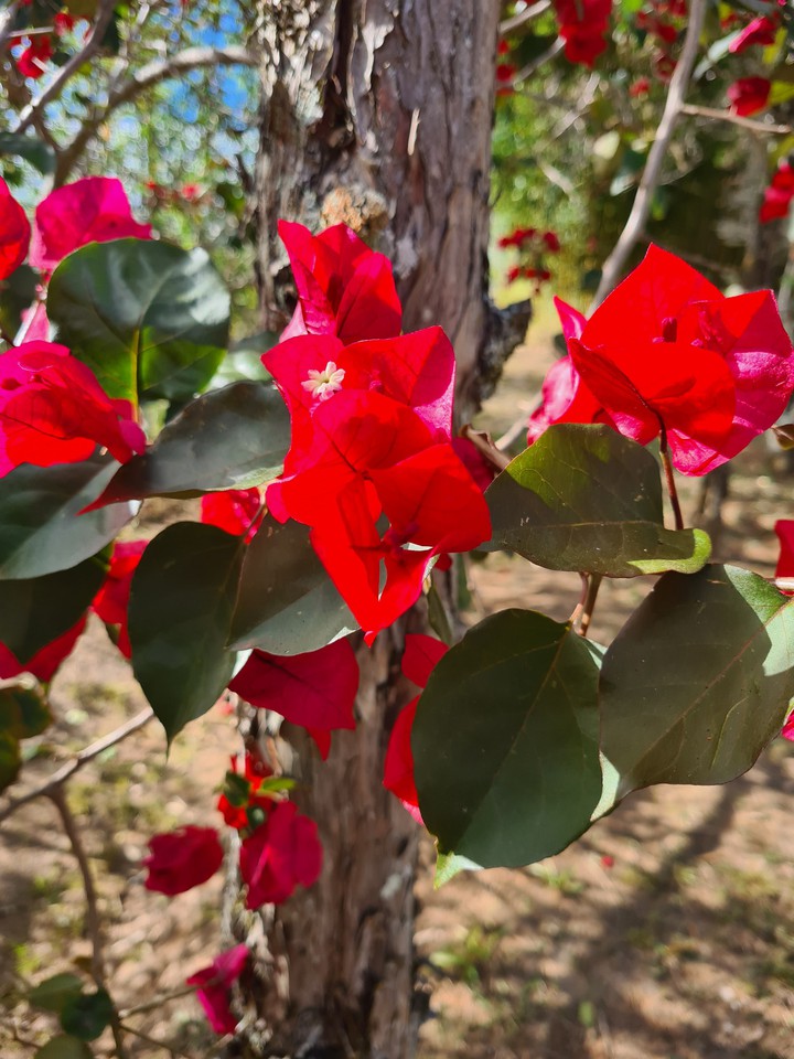 Red Flowers