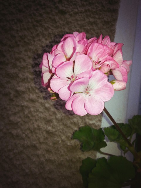 plant, pink桌布