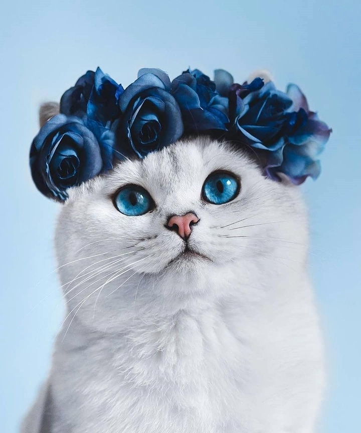 artificial Rose gatos