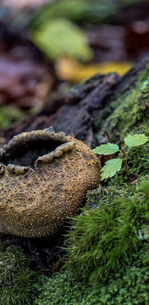 Fungus, Close-up, Moss