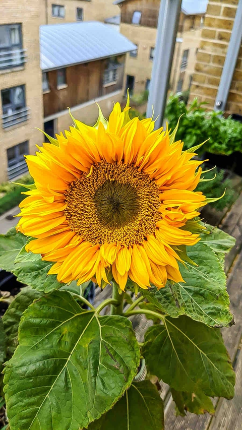 sunflowers