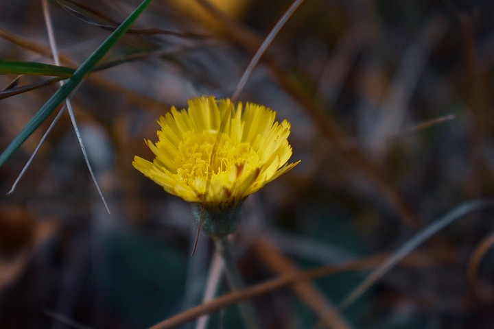 flower?