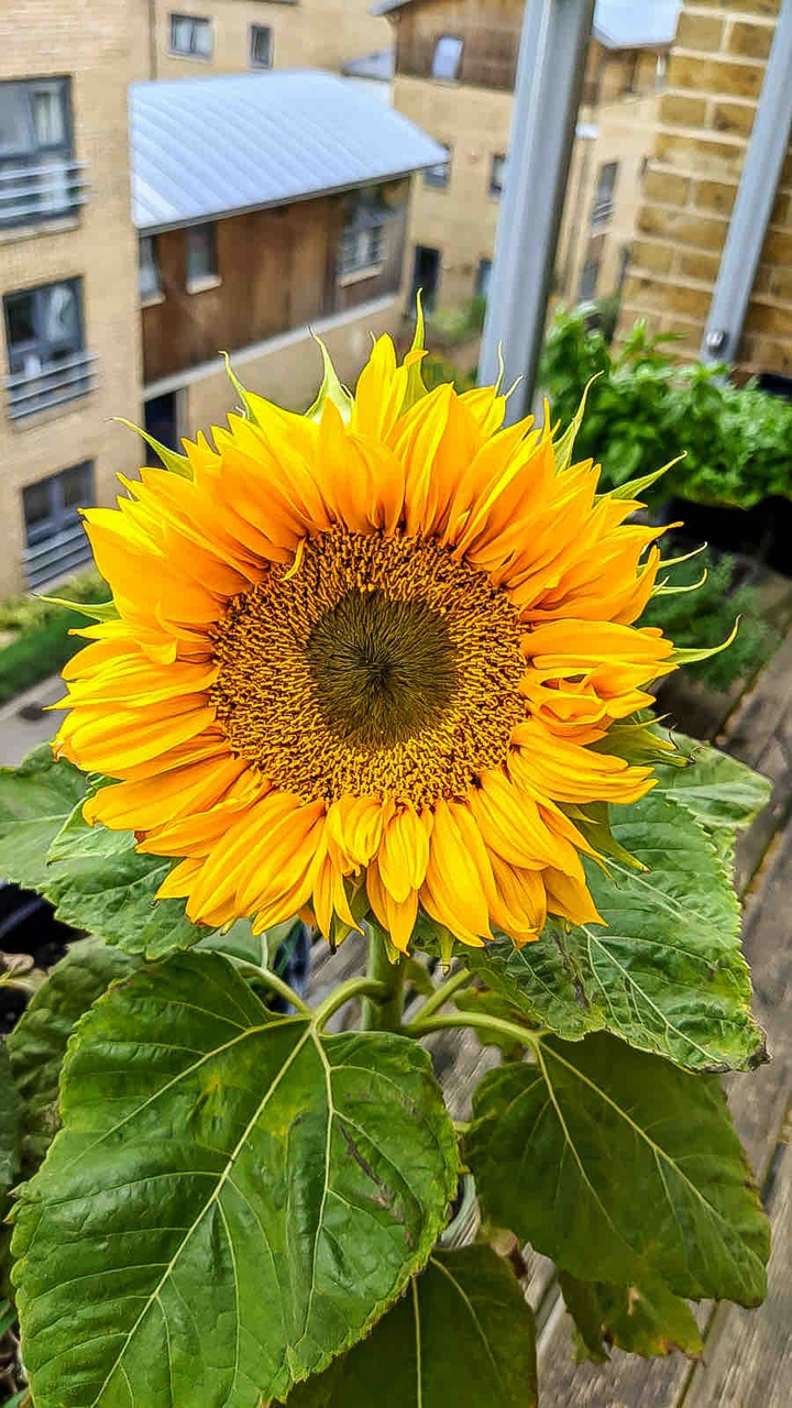 sunflowers