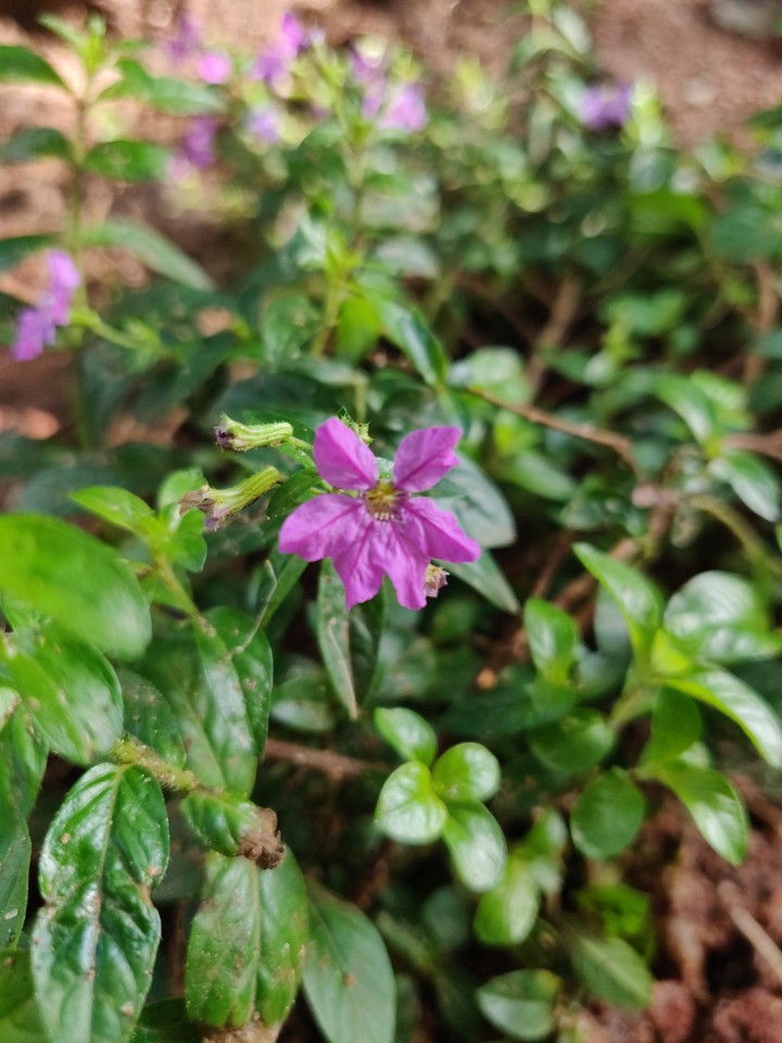 Beauty of Flower's