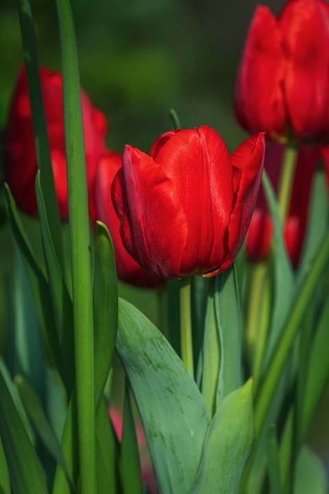 tulip, flower वॉलपेपर