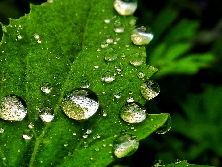 Dew