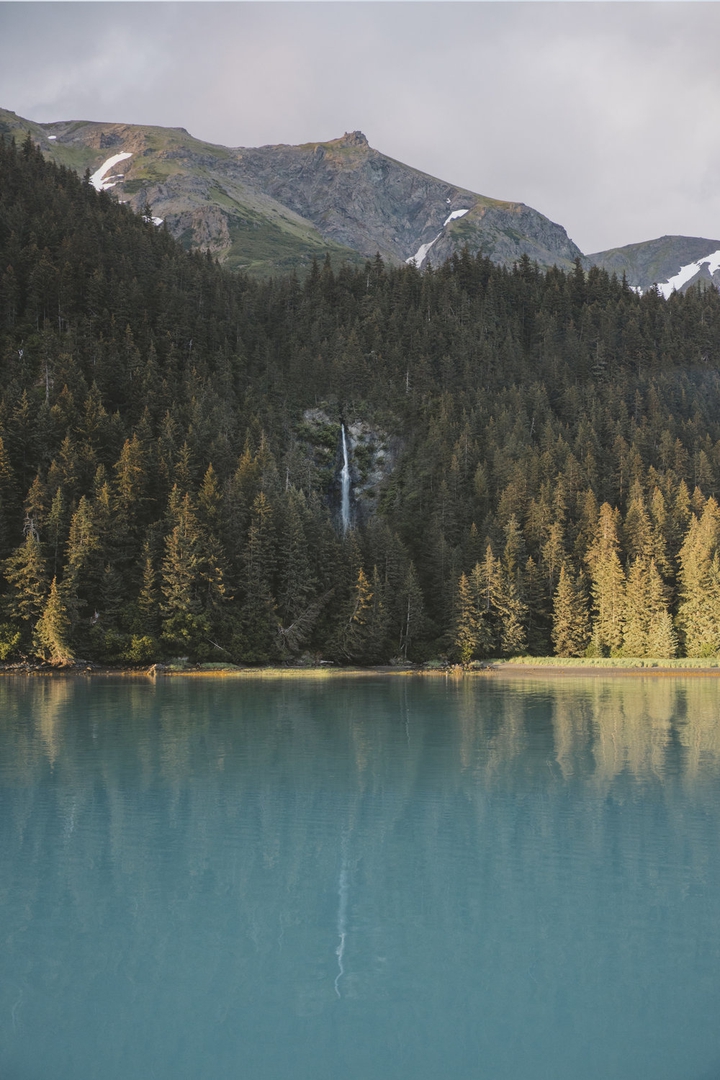 Forest