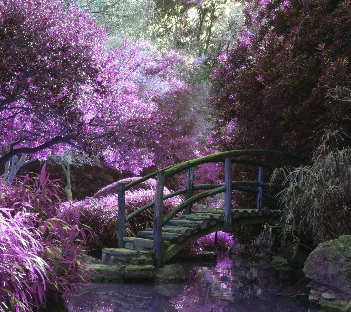 purple