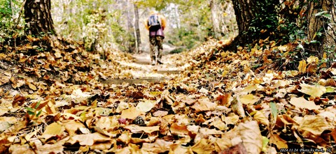 hình nền forest, trail