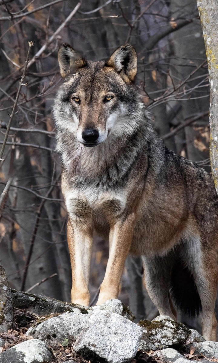 Wolf 