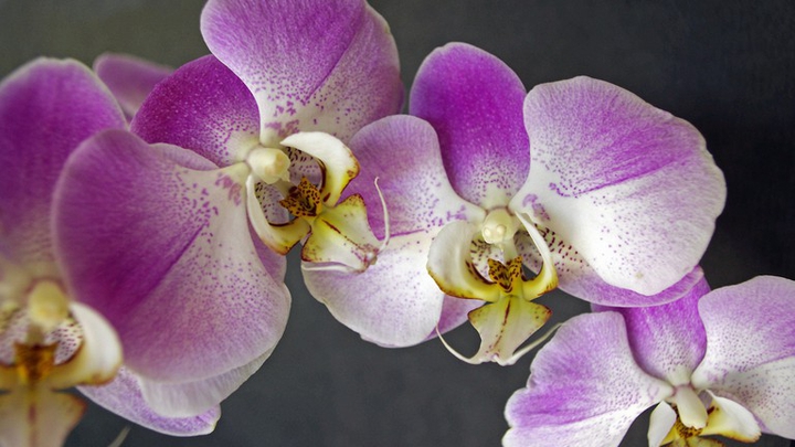 Orchids