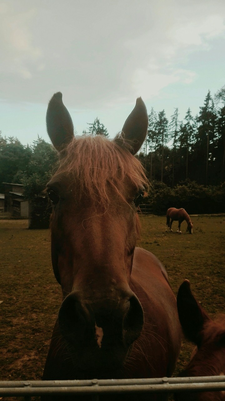 horse love
