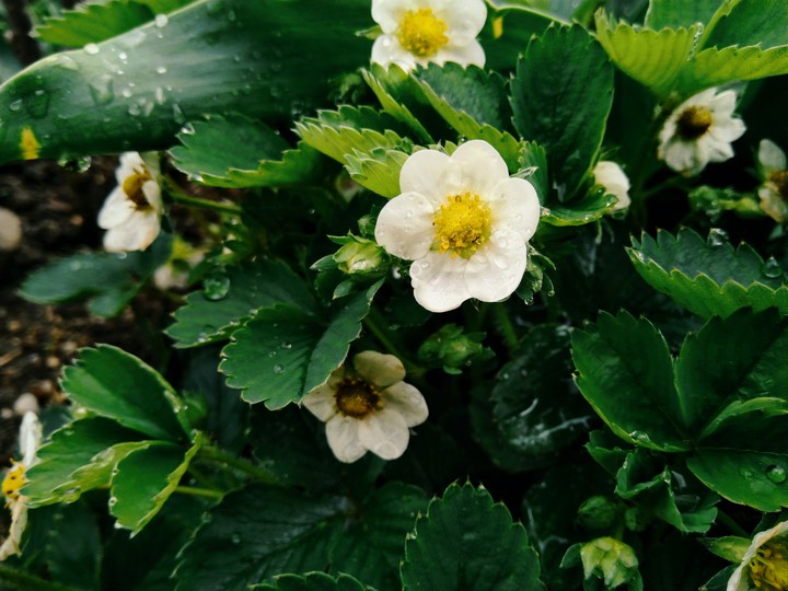 Wood flower