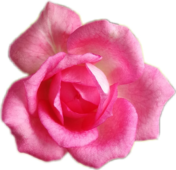 wow rose