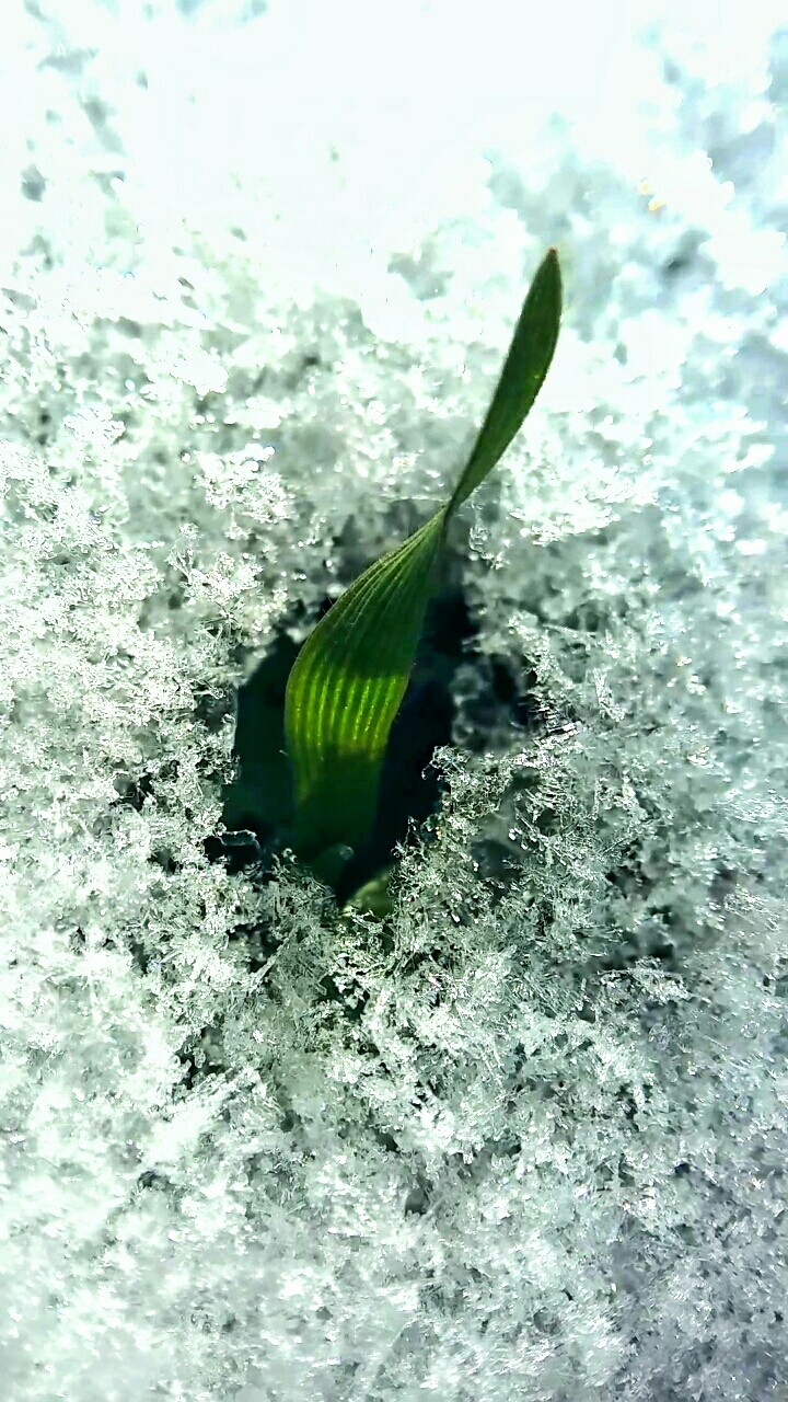 spring