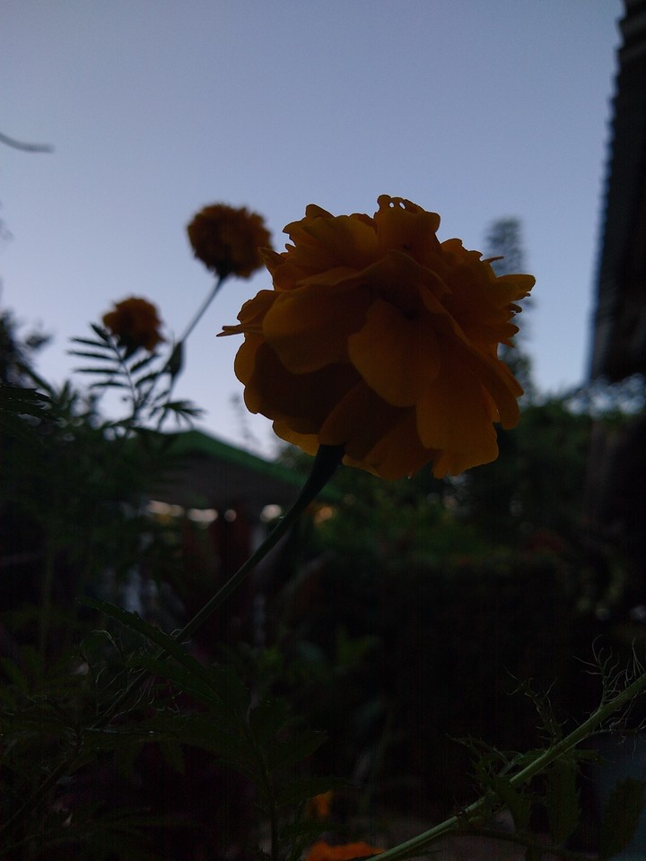 flower of dead