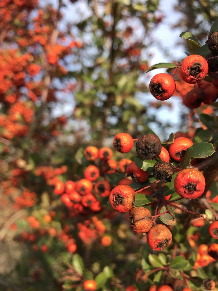sea ​​buckthorn