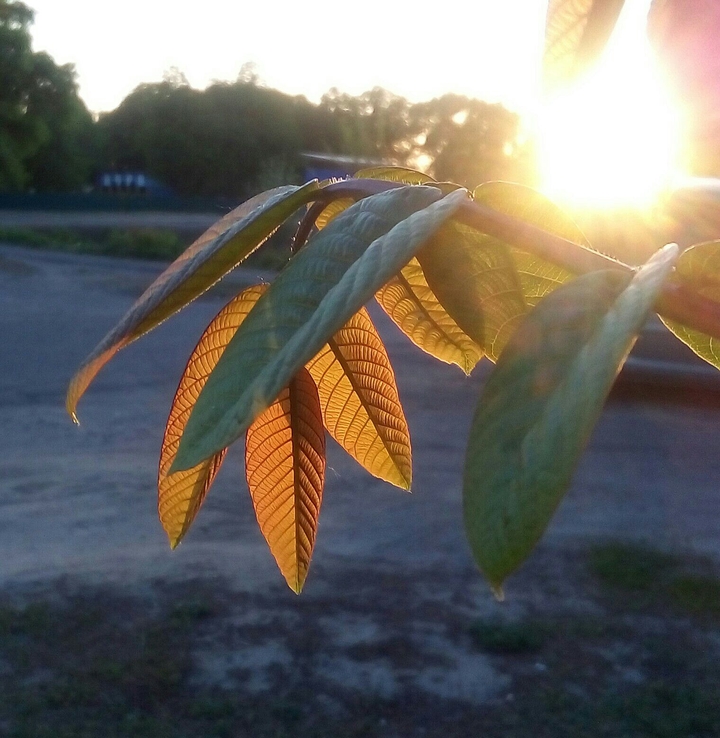 Leaves