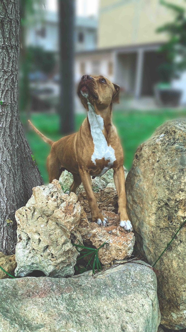 Beautiful Dog