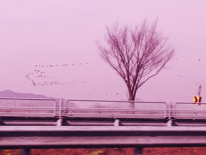핑꾸