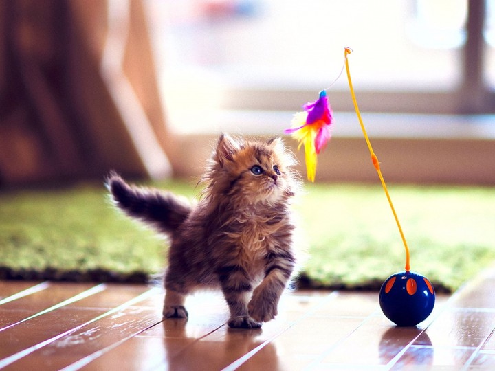 playing cat