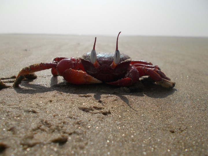 red crabs