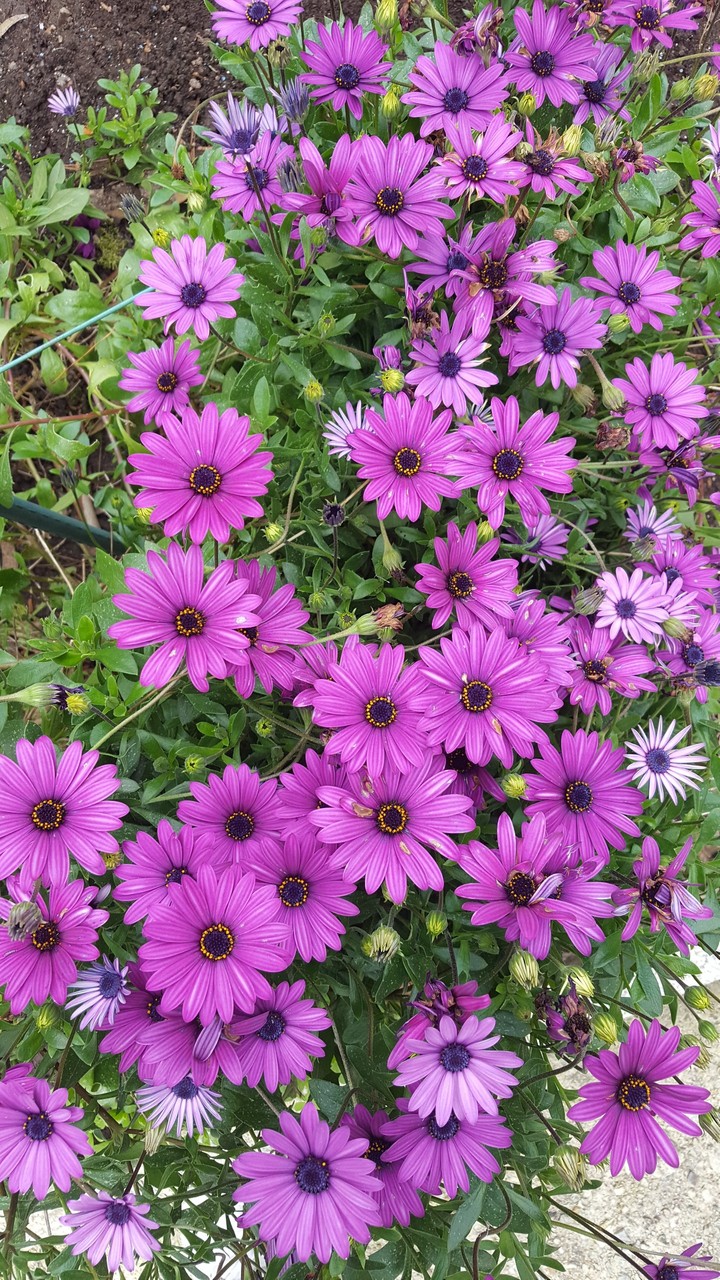 Spring