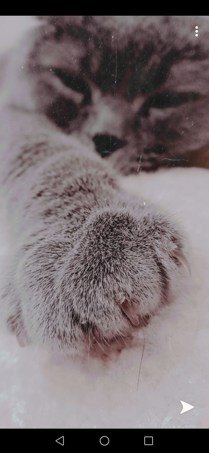 котик