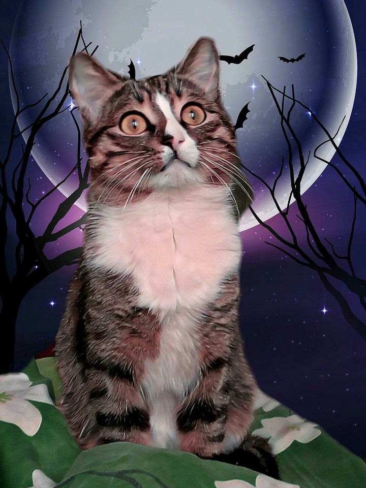 Мой котэ