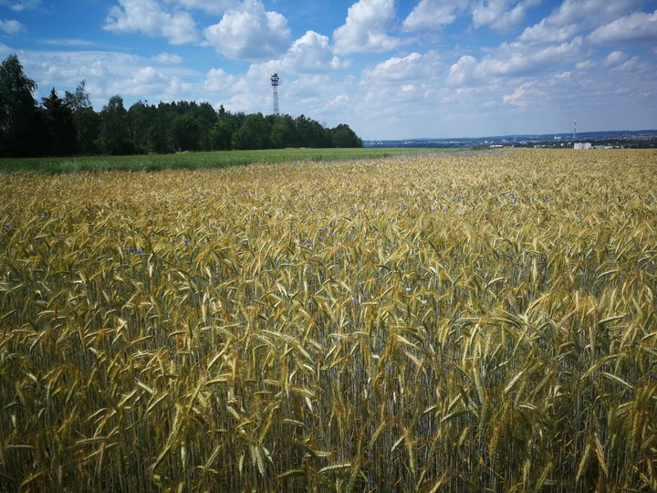 field