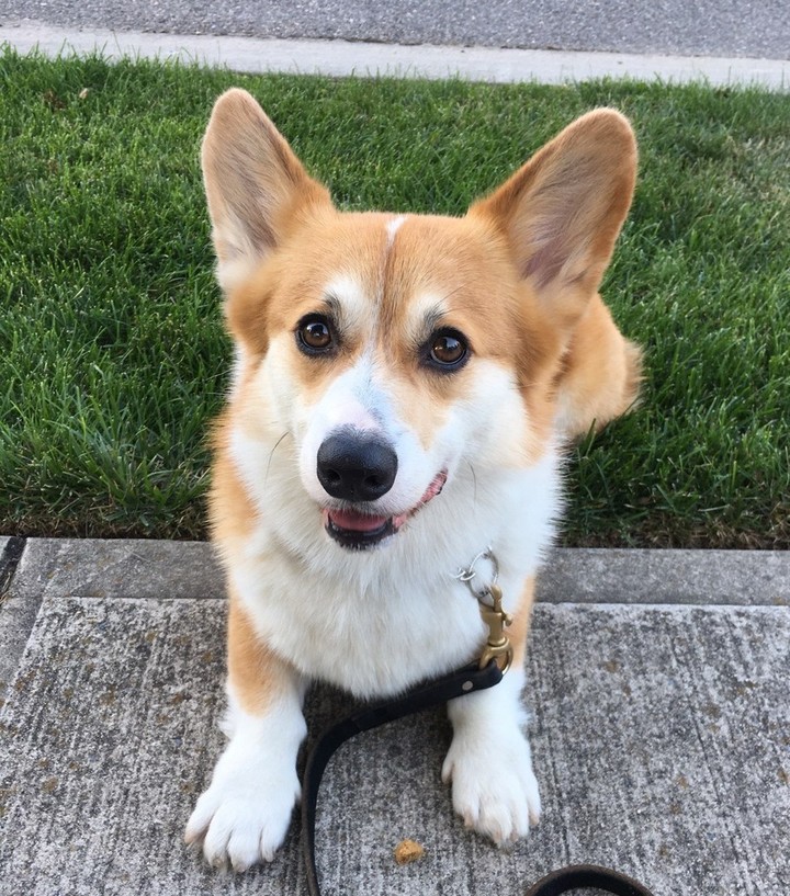 dog