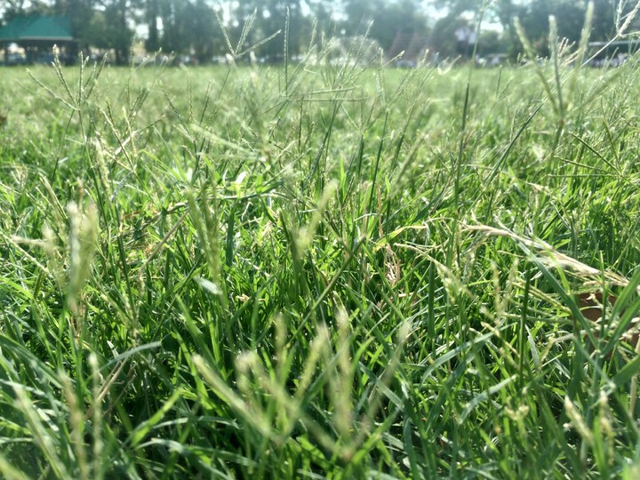 Nice view in the field