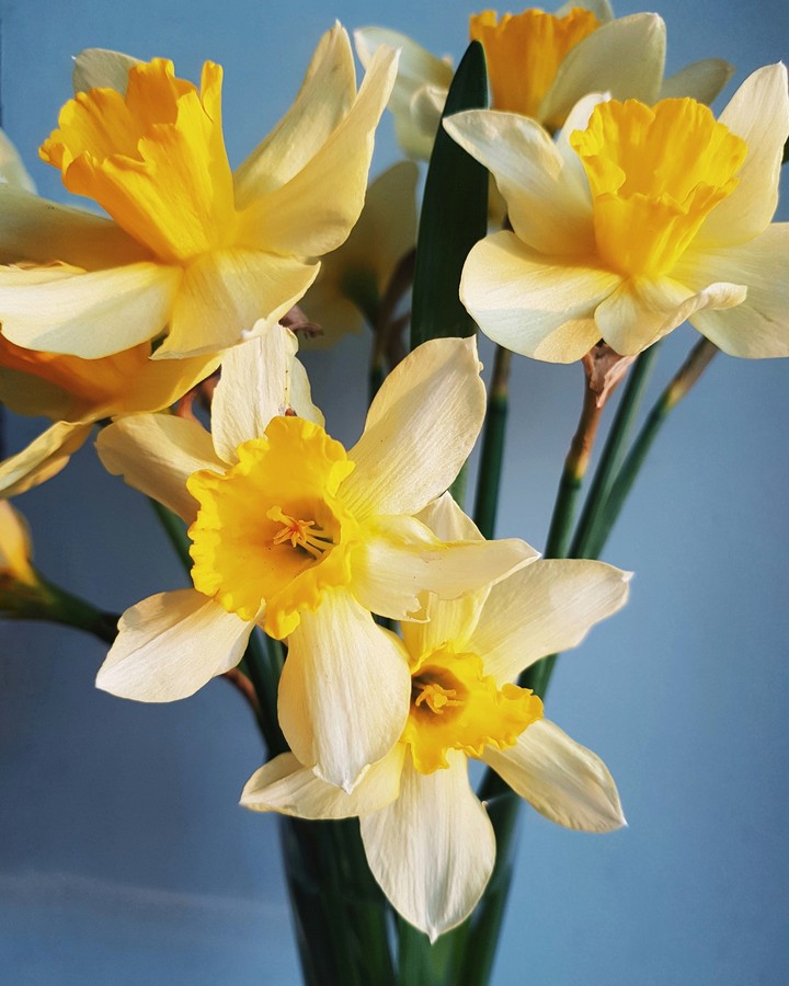Beautiful flowers