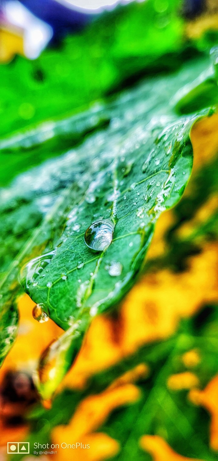 leaf