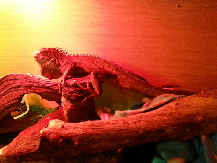 sleeping zzzzzzzzz