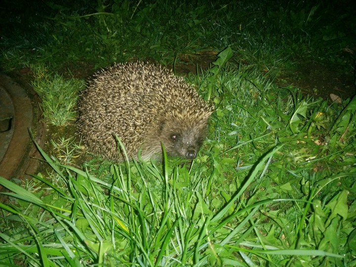 hedgehog