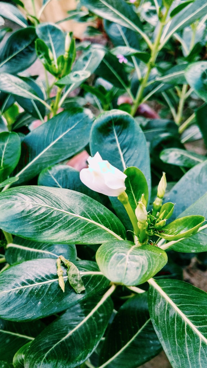 flower