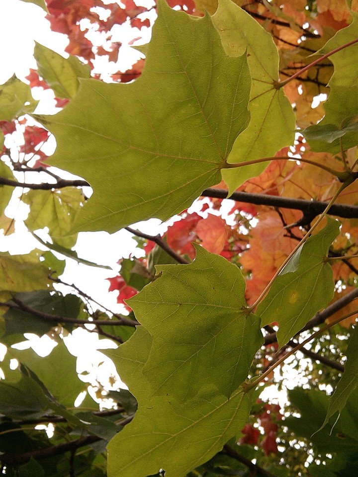 Autumn