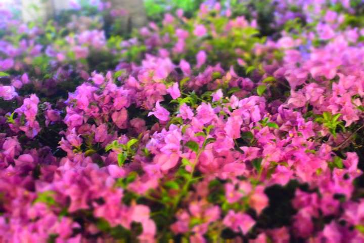 pink