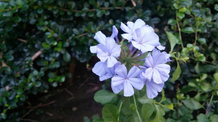 Purple Flower