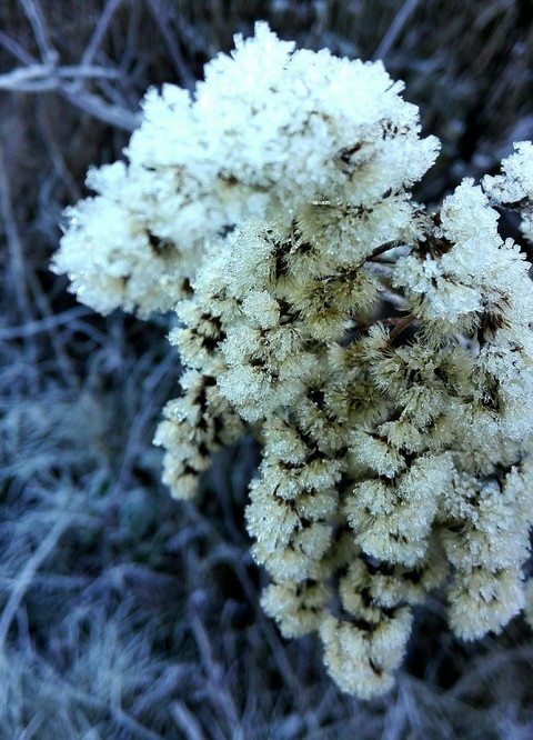Eisblumen