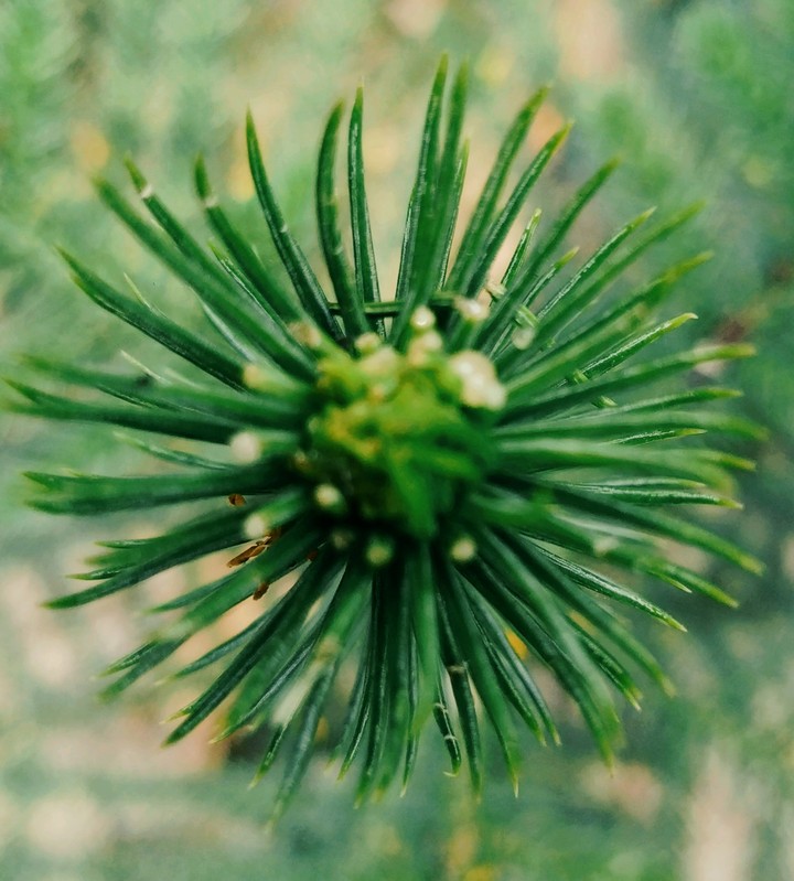 green nature