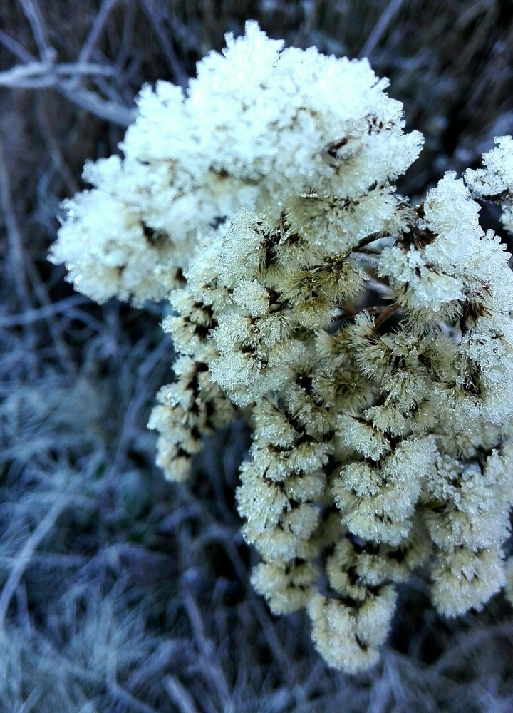 Eisblumen